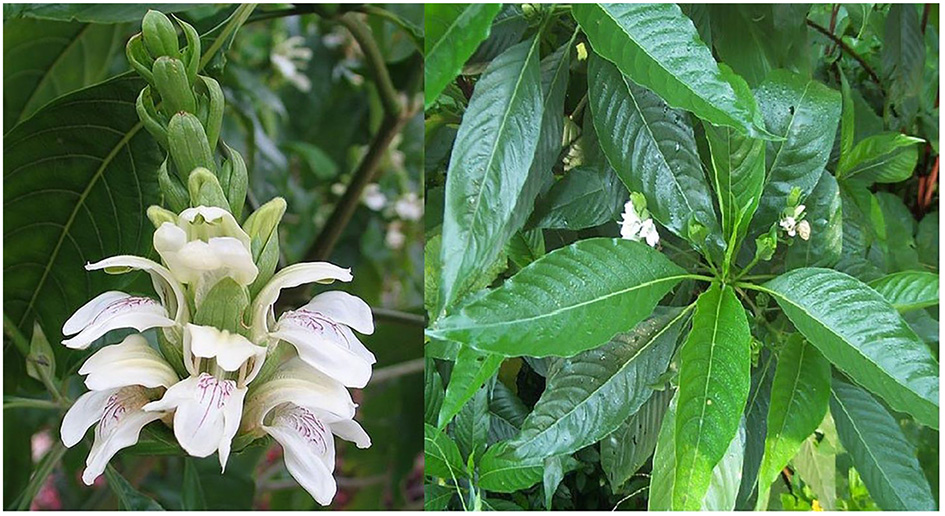 Pediatric respiratory disorders and the therapeutic role of Vasa (Adhatoda vasica) in Ayurvedic respiratory care